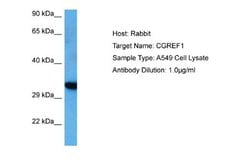 CGREF1 Rabbit anti-Human, Polyclonal, Novus Biologicals 0.1ml; Unconjugated:Antibodies,